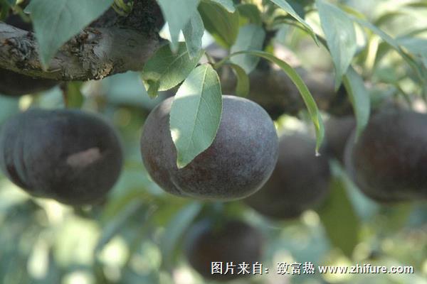 晚熟李子优良品种有哪些